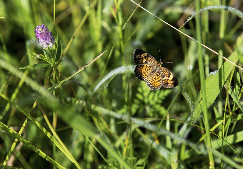 National groups, Liberty-Empire shine spotlight on pollinators